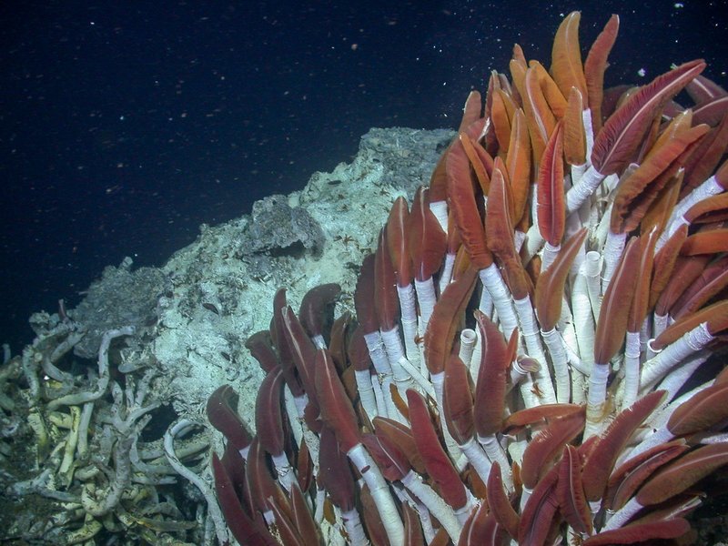 Monitoring Riftia Pachyptila Activity Across The Seasons