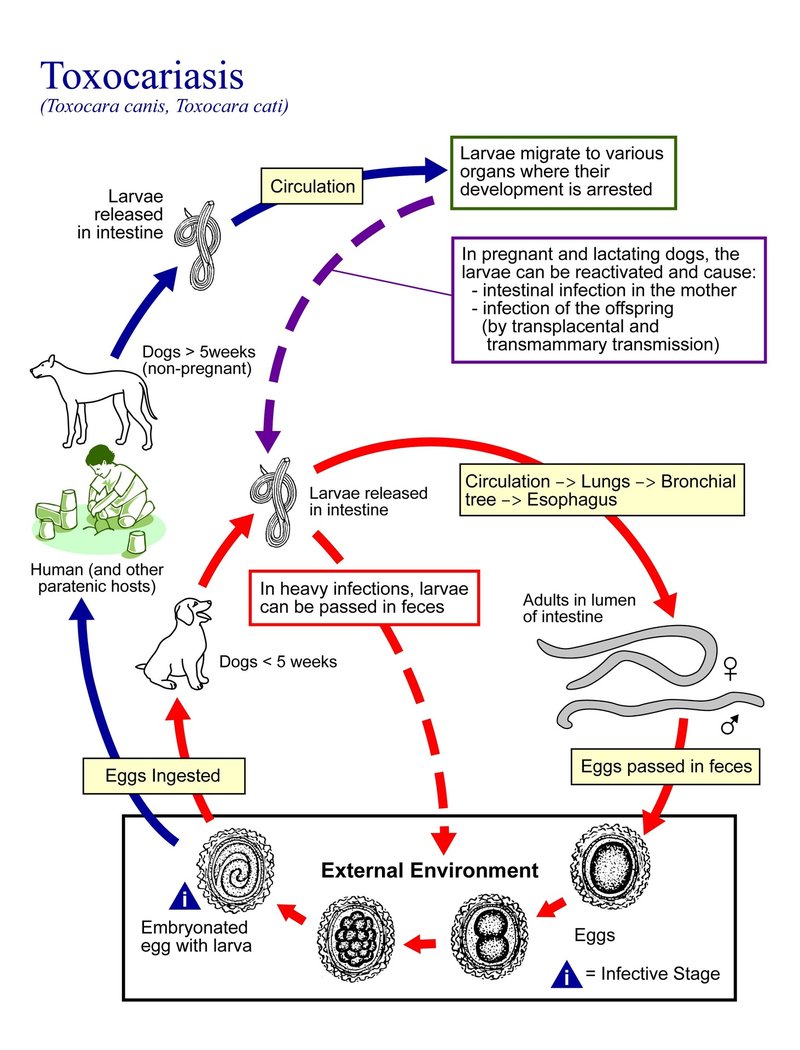 Monitoring Roundworm Activity Across The Seasons