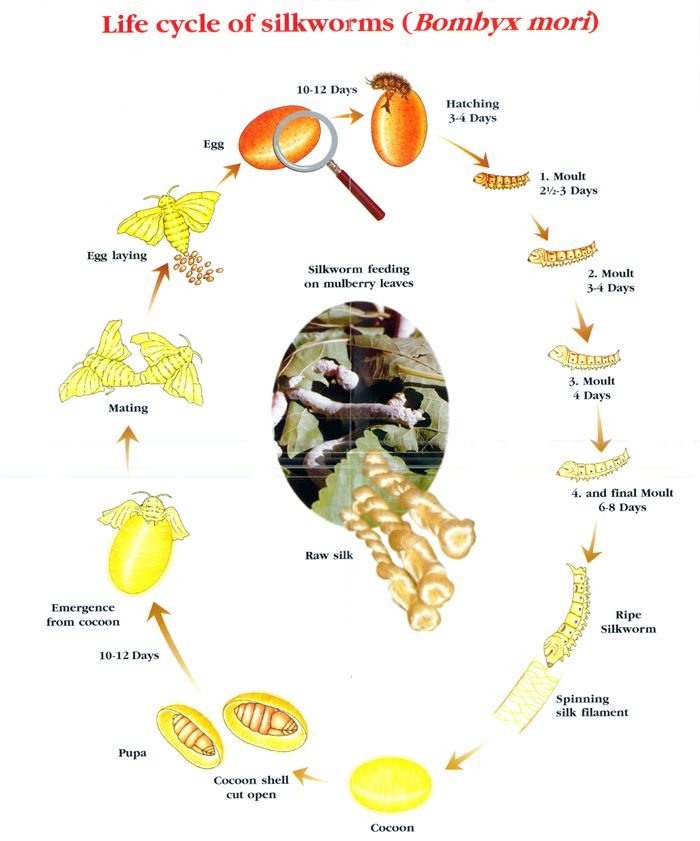 Monitoring Silkworm Molting Stages
