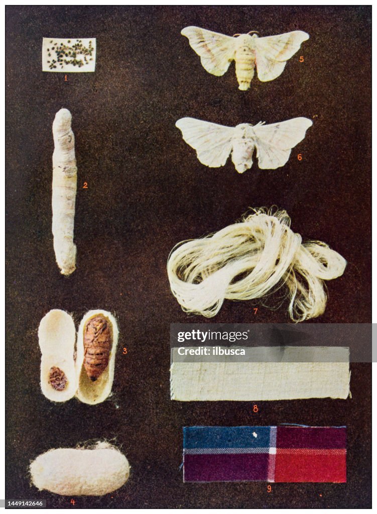 Monitoring Silkworm Molting Stages