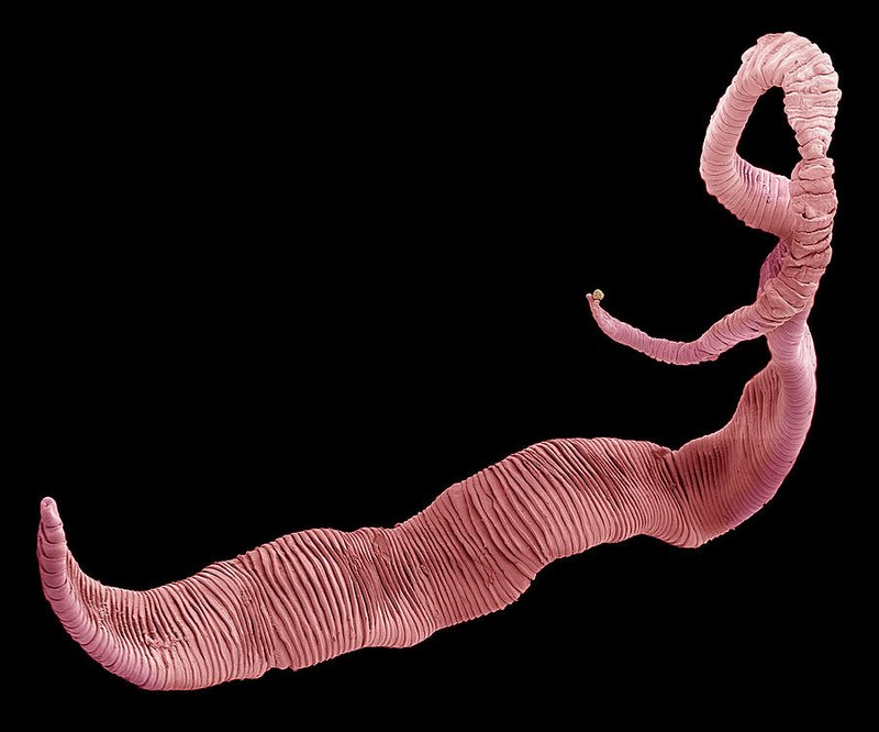 Monitoring Tapeworm Activity Across The Seasons