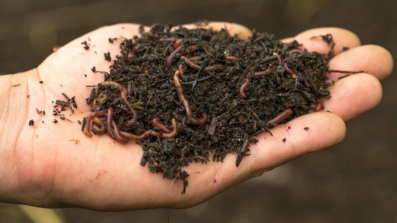 Monitoring Worm Bin Worm Activity Across The Seasons