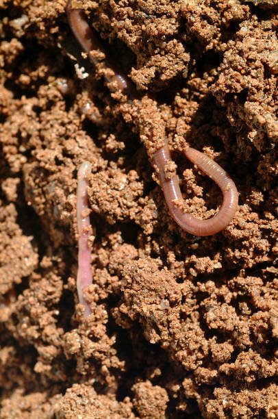 Mudworm And Its Role In Soil Or Aquatic Ecosystems