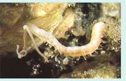 Mudworm In Captivity: Can They Be Studied Or Farmed?