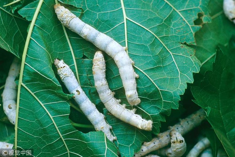 Mulberry Leaves And Their Role In Silkworm Diets