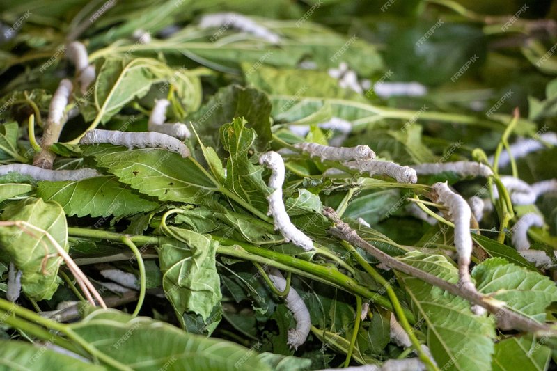 Mulberry Leaves And Their Role In Silkworm Diets