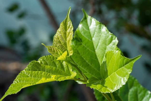 Mulberry Leaves And Their Role In Silkworm Diets