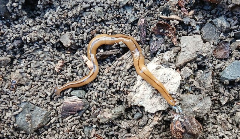 Native Vs. Invasive Hammerhead Worm Species
