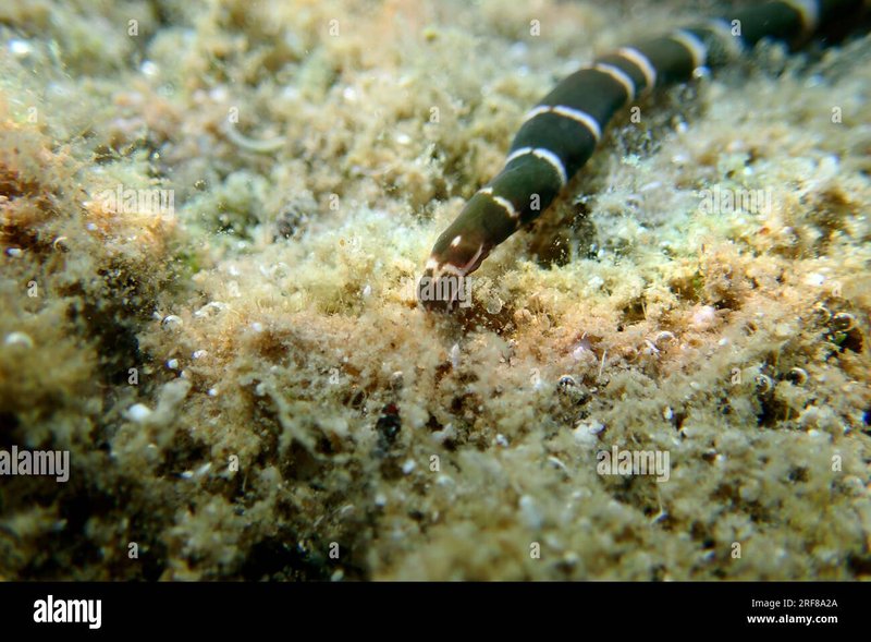 Natural Predators Of Bootlace Worms In The Ocean