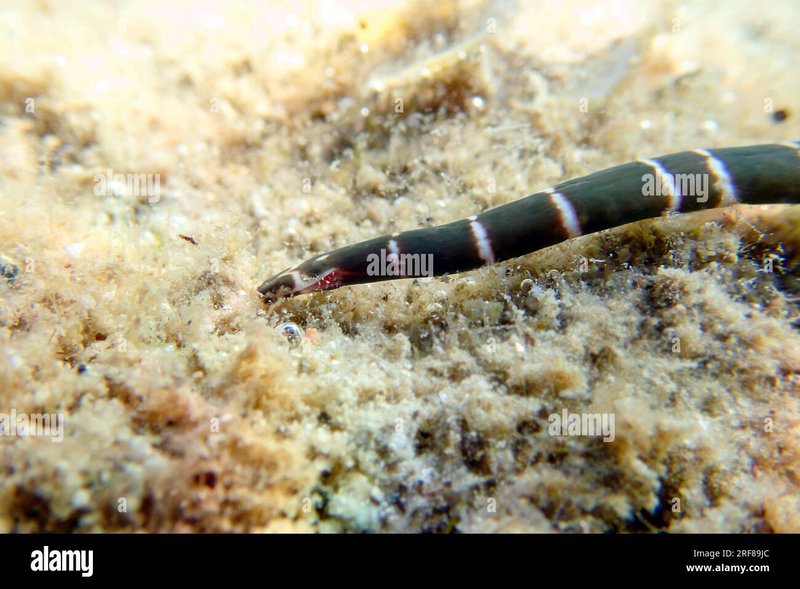 Natural Predators Of Bootlace Worms In The Ocean