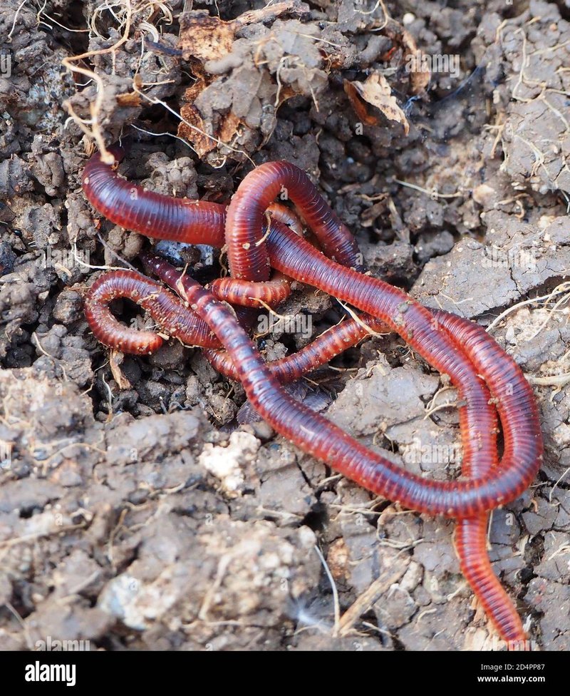 Natural Predators Of Earthworms In The Garden