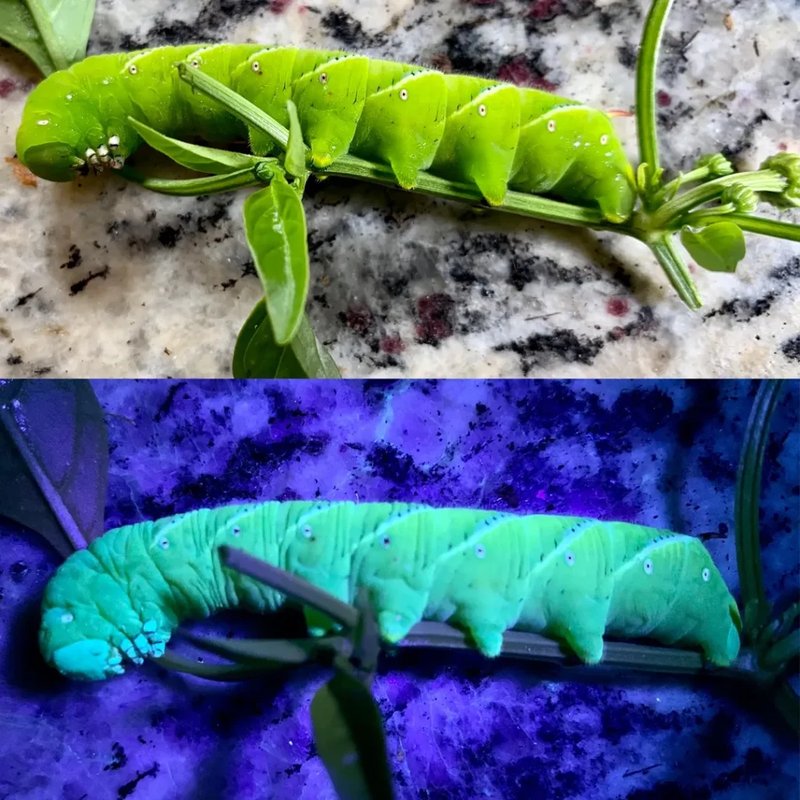 Natural Predators Of Hornworms In The Garden