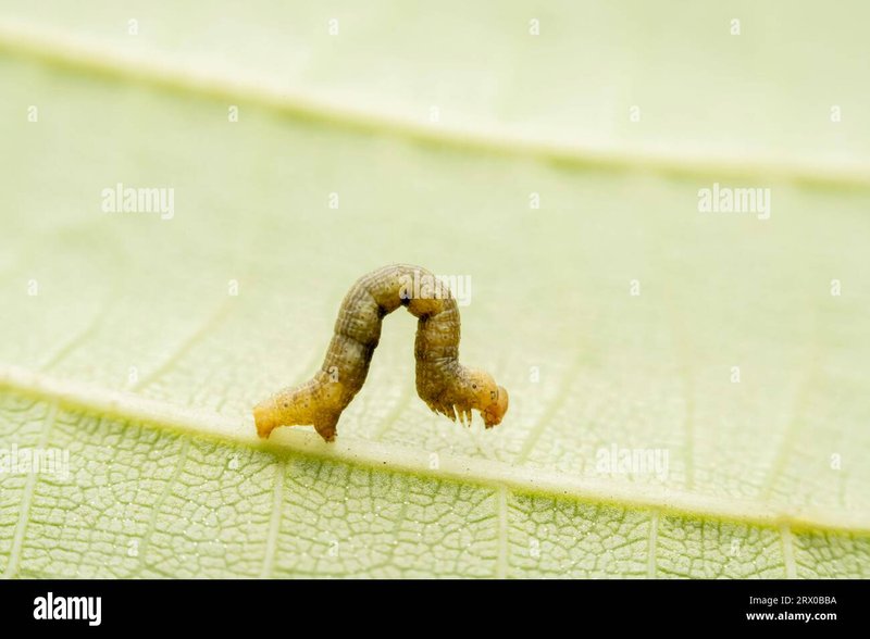 Natural Predators Of Inchworms In Forest Ecosystems