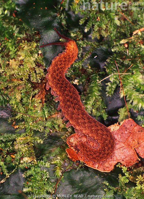 Natural Predators Of Velvet Worms In Rainforests