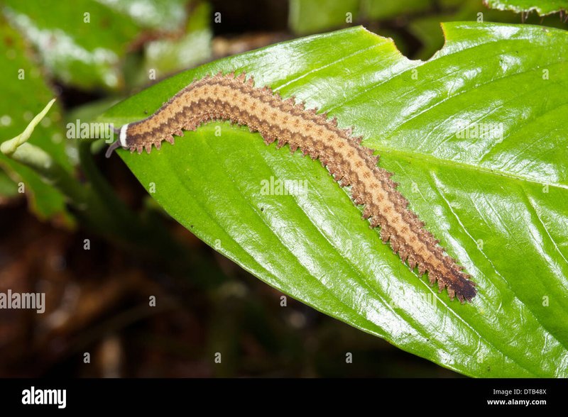 Natural Predators Of Velvet Worms In Rainforests