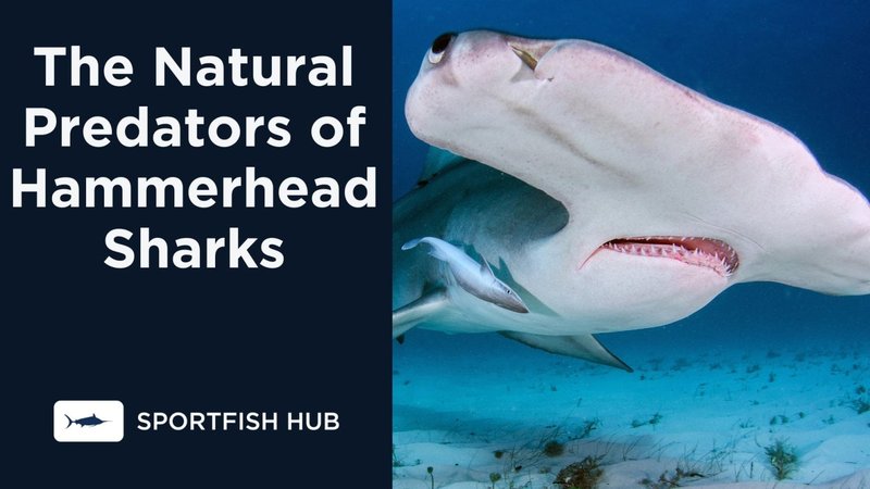 Natural Predators That Control Hammerhead Worms