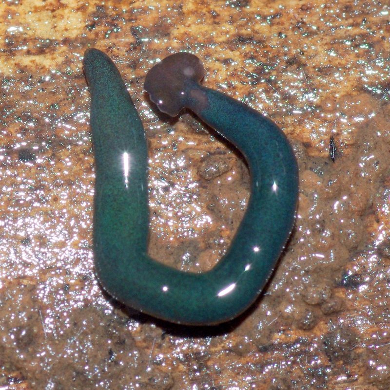 Natural Predators That Control Hammerhead Worms