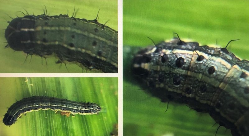 Natural Predators That Disrupt Wolf Worm Development