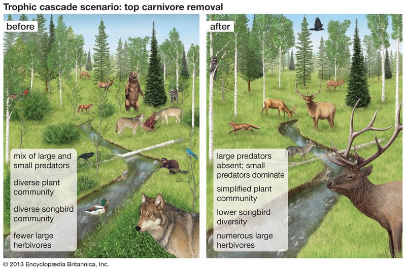 Natural Predators That Disrupt Wolf Worm Development