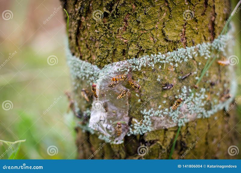 Natural Ways To Protect Trees From Inchworm Damage