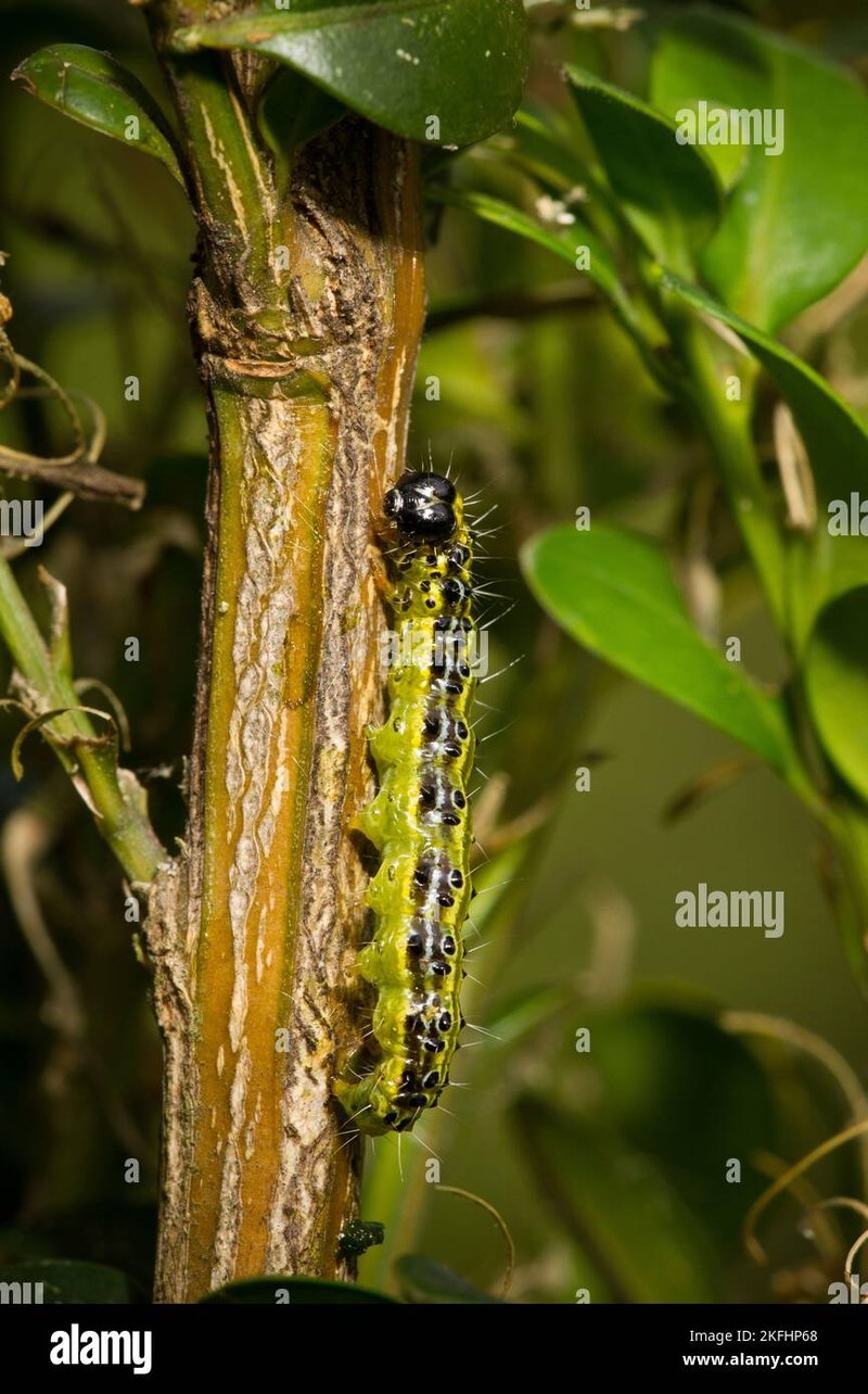 Natural Ways To Protect Trees From Inchworm Damage