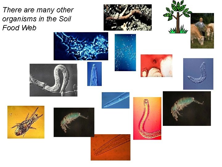 Nematomorph And Its Role In Soil Or Aquatic Ecosystems