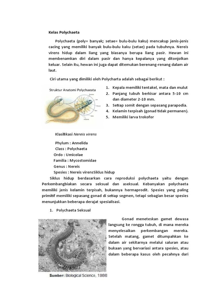 Nereis Virens In Captivity: Can They Be Studied Or Farmed?