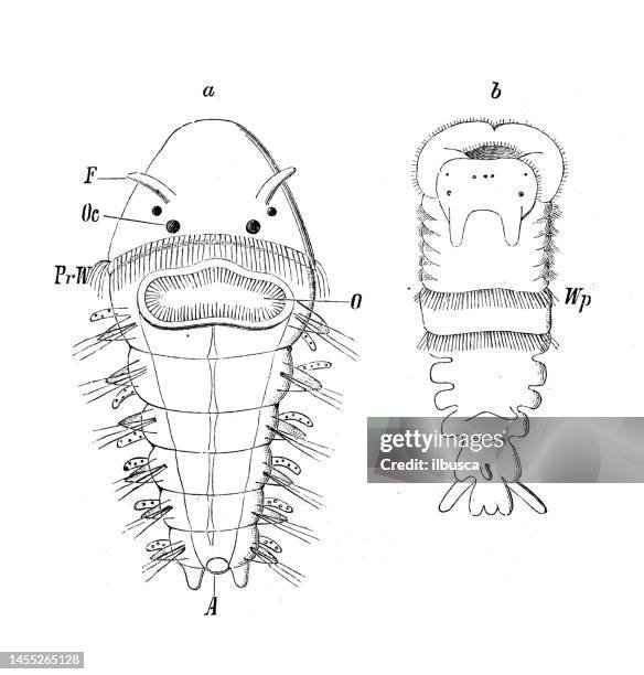 Nereis Virens Reproduction: Mating, Eggs, And Larvae Facts