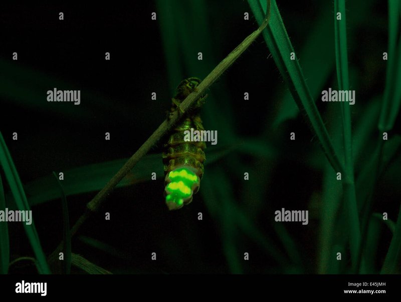Nocturnal Insects That Interact With Glow Worms
