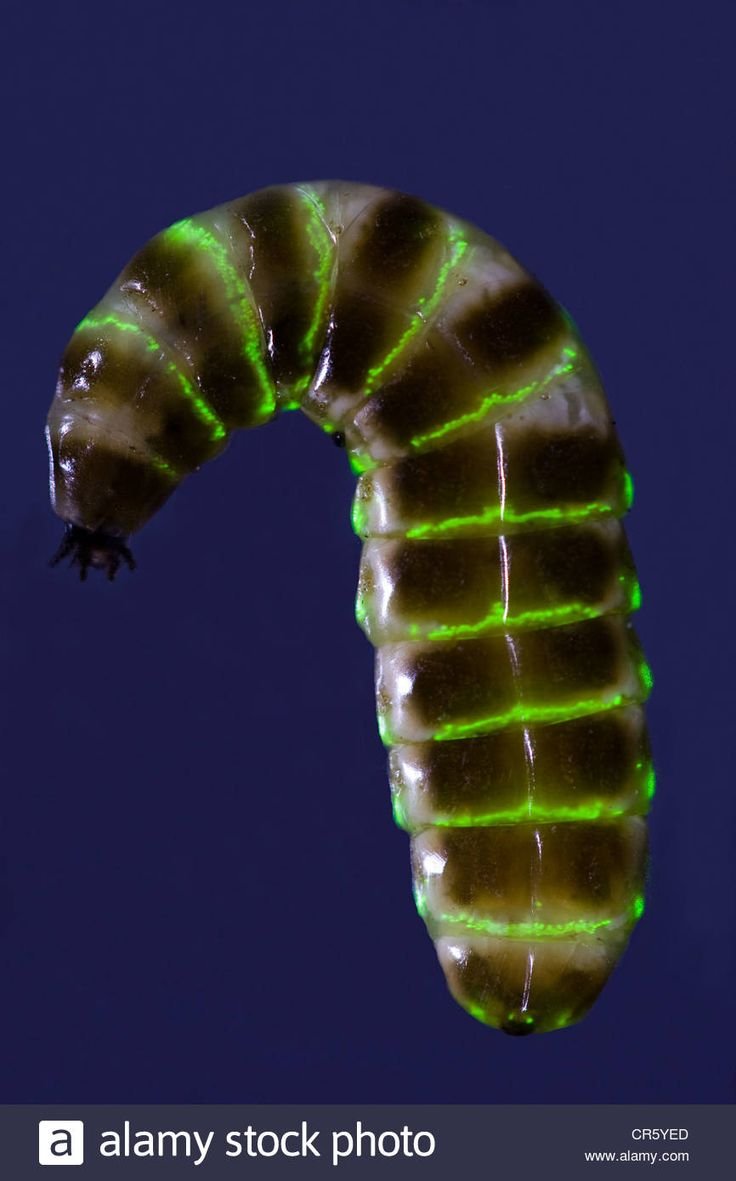 Nocturnal Insects That Interact With Glow Worms