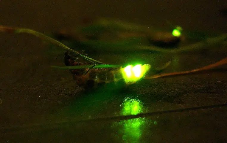 Nocturnal Insects That Interact With Glow Worms