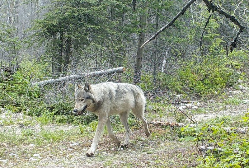 Non-Lethal Studies Of Wolf Worm Impact On Wildlife
