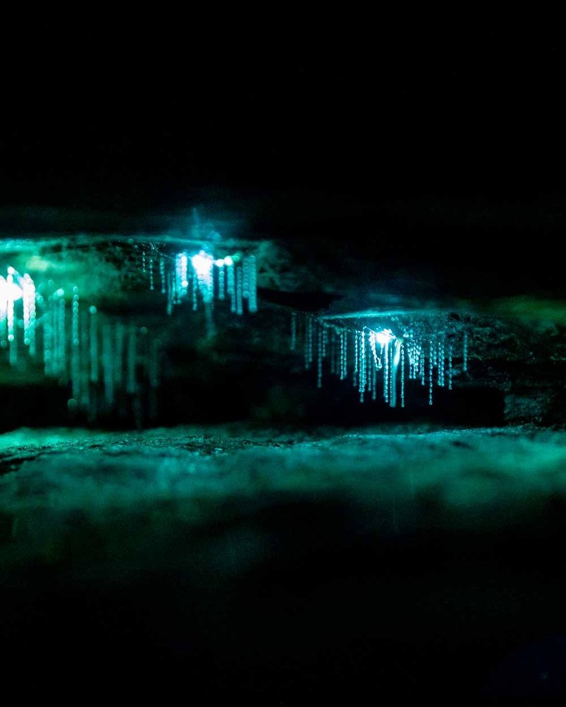 Observing Glow Worms During A Full Moon