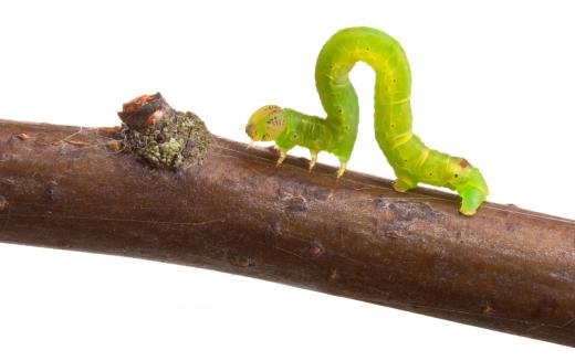 Observing Inchworm Metamorphosis In The Classroom