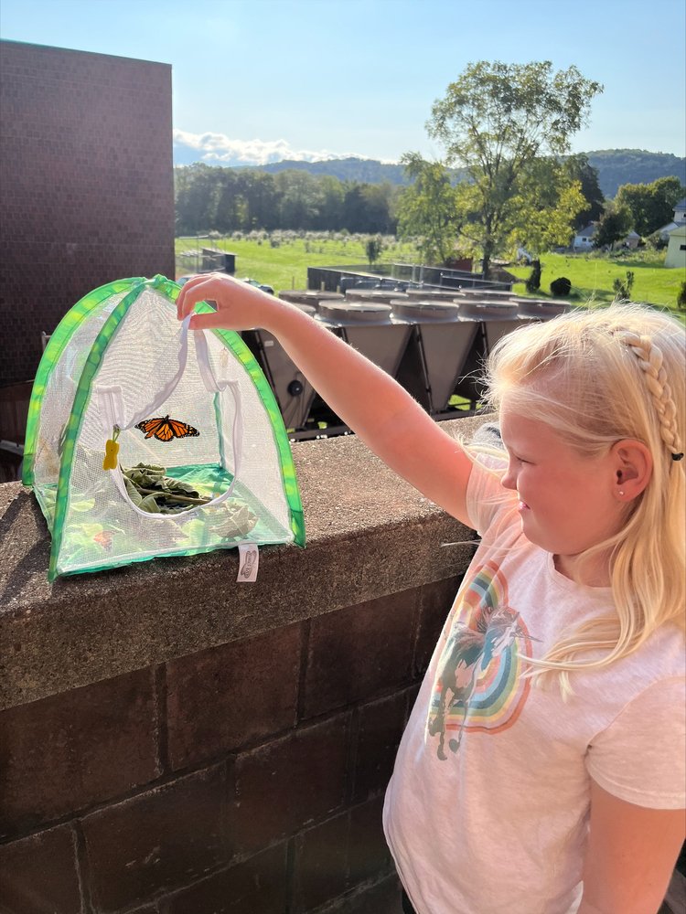Observing Inchworm Metamorphosis In The Classroom