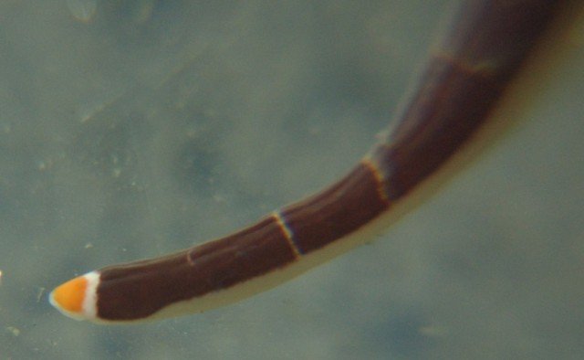 Observing Ribbon Worms In Intertidal Zones