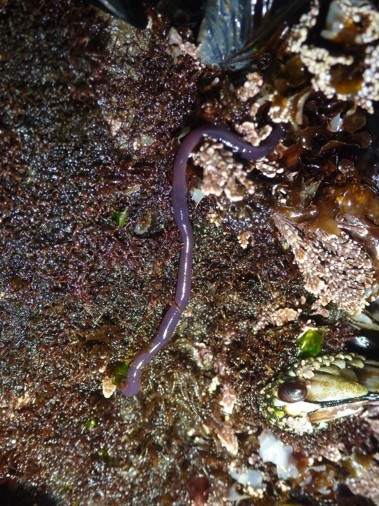 Observing Ribbon Worms In Intertidal Zones