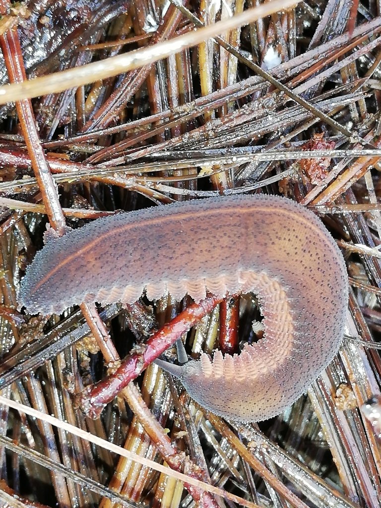 Observing Velvet Worm Tracks And Trails