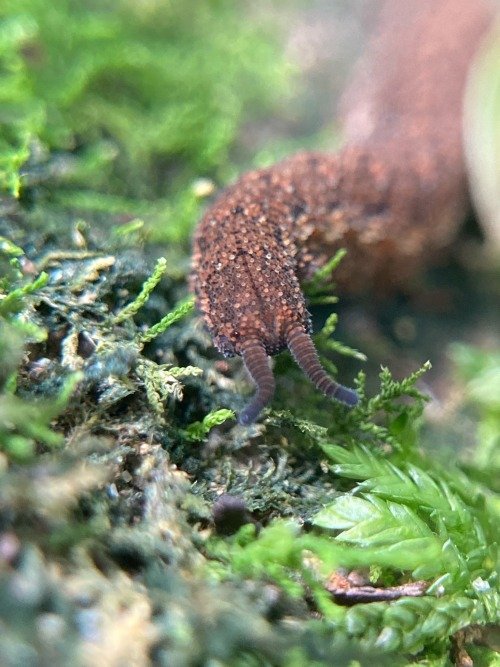 Observing Velvet Worm Tracks And Trails