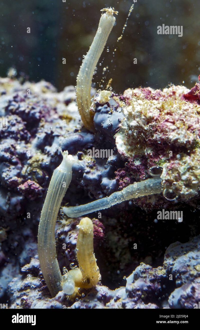 Peanut Worm And Its Role In Soil Or Aquatic Ecosystems