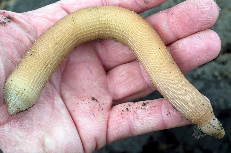 Peanut Worm In Captivity: Can They Be Studied Or Farmed?