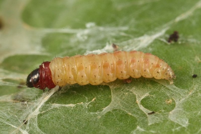 Peanut Worm Reproduction: Mating, Eggs, And Larvae Facts
