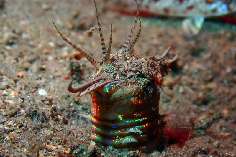 Photographing Bobbit Worms At Night: Underwater Tips