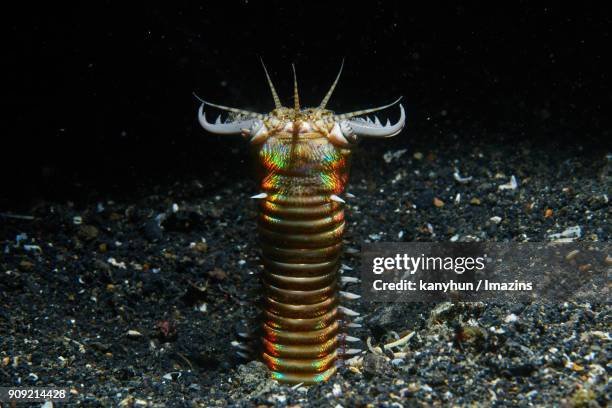 Photographing Bobbit Worms At Night: Underwater Tips