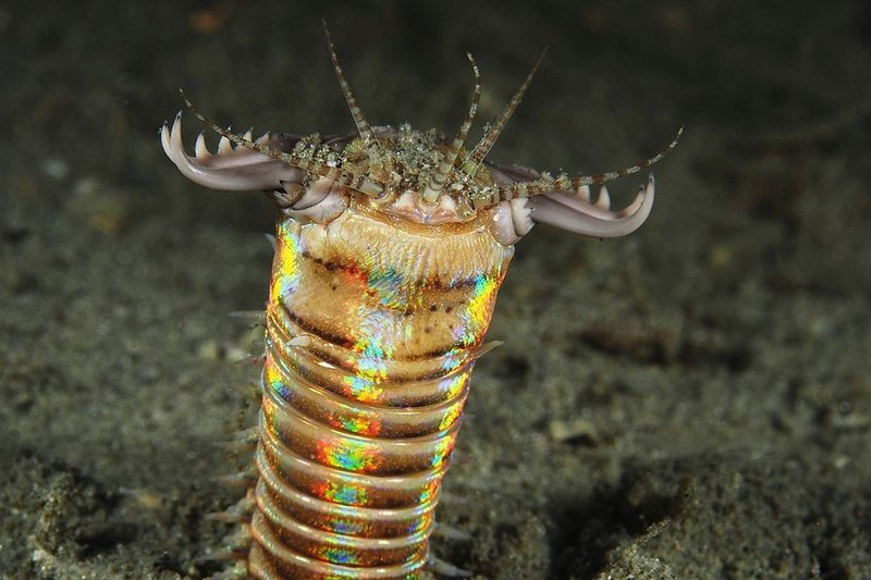 Photographing Bobbit Worms At Night: Underwater Tips