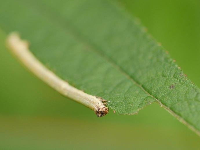 Photographing Inchworms In Their Natural Habitat