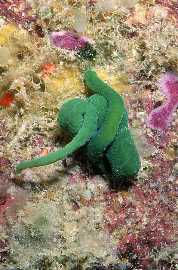 Photographing Ribbon Worms In Natural Light
