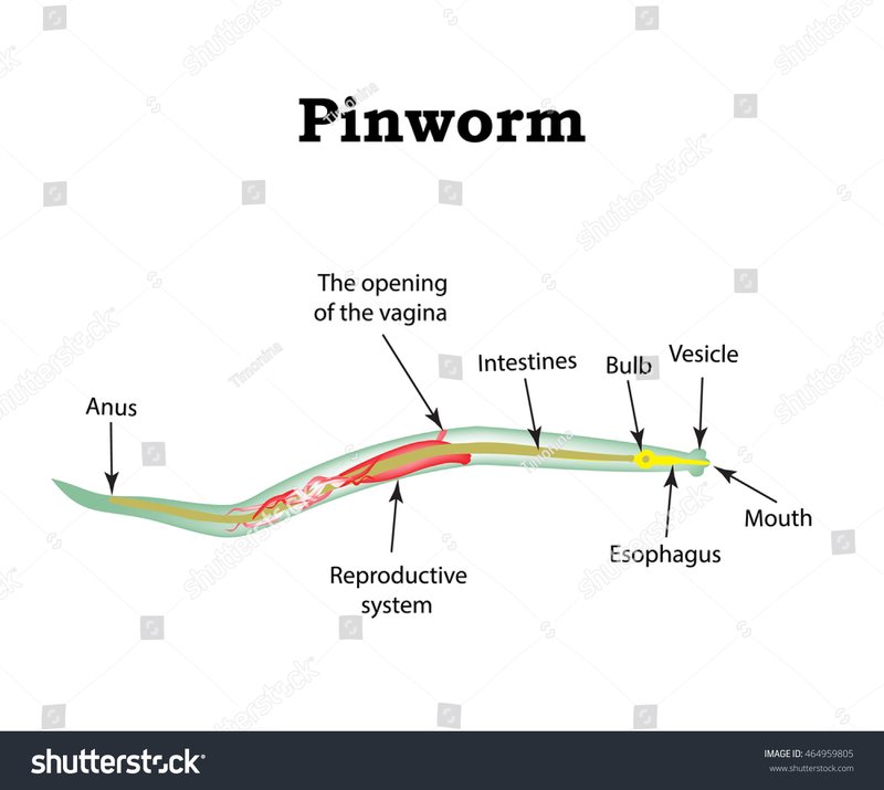 Pinworm And Its Role In Soil Or Aquatic Ecosystems