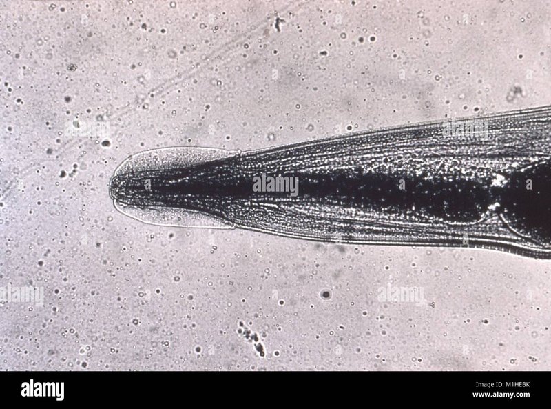 Pinworm In Captivity: Can They Be Studied Or Farmed?