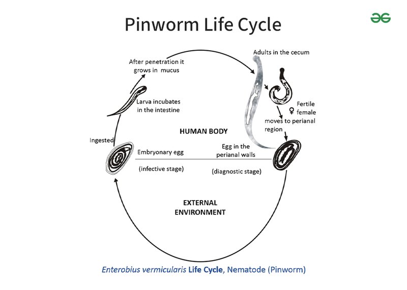 Pinworm Reproduction: Mating, Eggs, And Larvae Facts